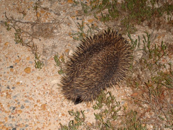 Echidna