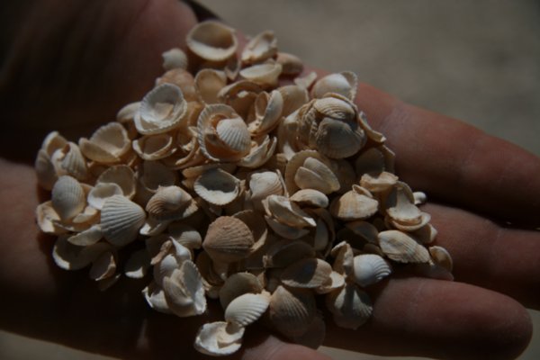 More Shells