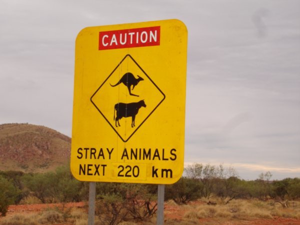 Cattle & Roos