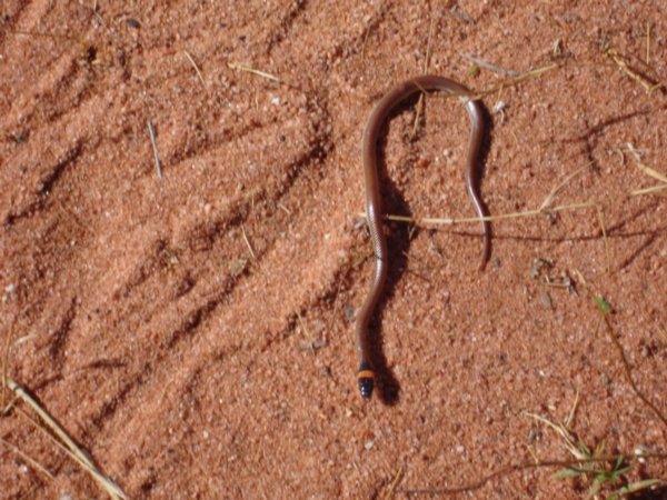 Orange Naped Snake