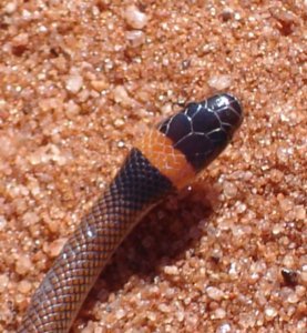 Orange Naped Snake