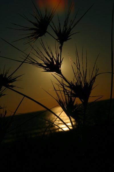 Plants of the Dunes