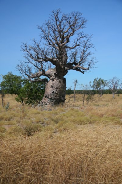 Boab Tree