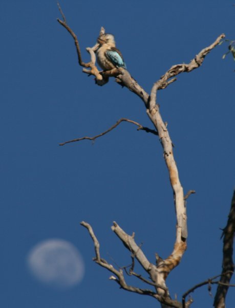 Kookaburra and the moon