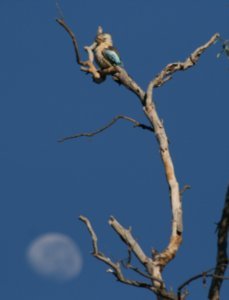 Kookaburra and the moon