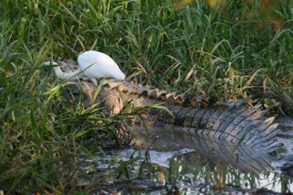 Egret & Crocodile