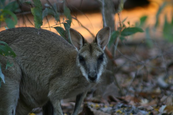 Agile Wallaby