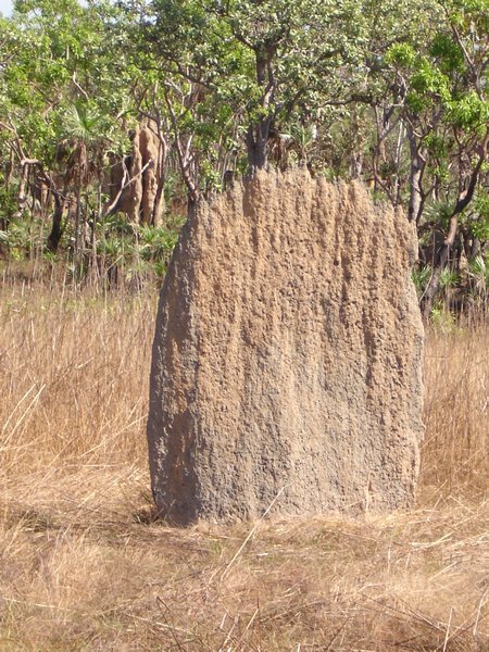 Magnetic Termite Mound