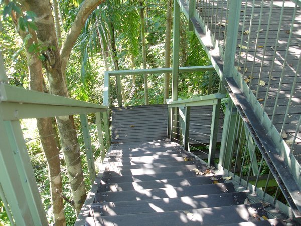 Up the Tree Top Walk