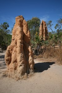 Cathedral Termite Mounds
