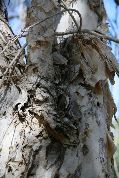 Paper Bark Tree
