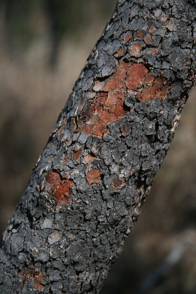 Bloodwood Bark