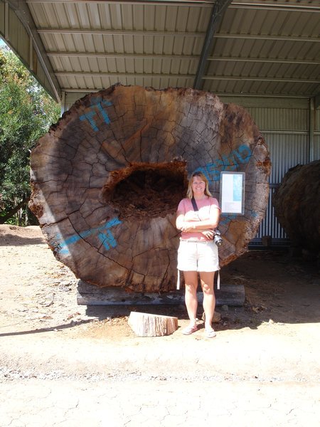 Huge Tree Round