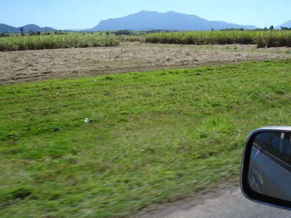 The Sugar Cane Fields