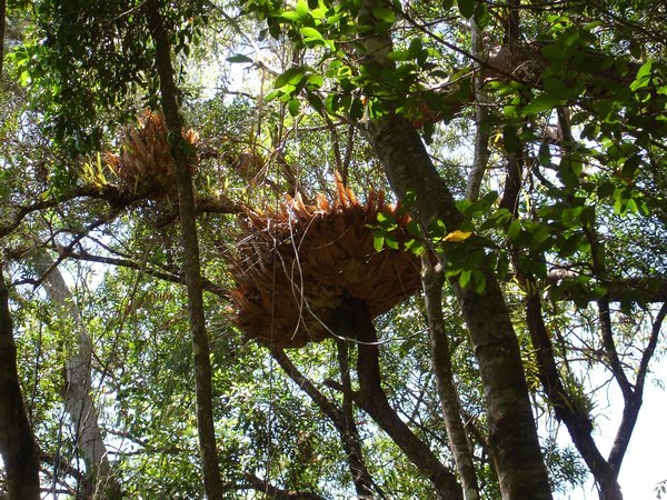 Nest or Nature