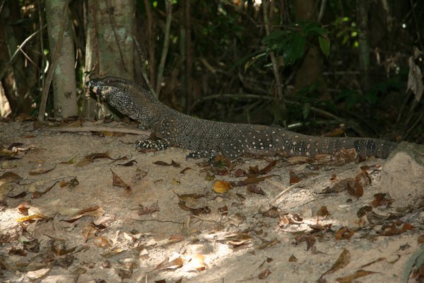 One of the other Goanna's