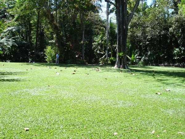 Naetly Manicured Lawns