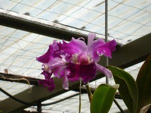 In the Orchid House