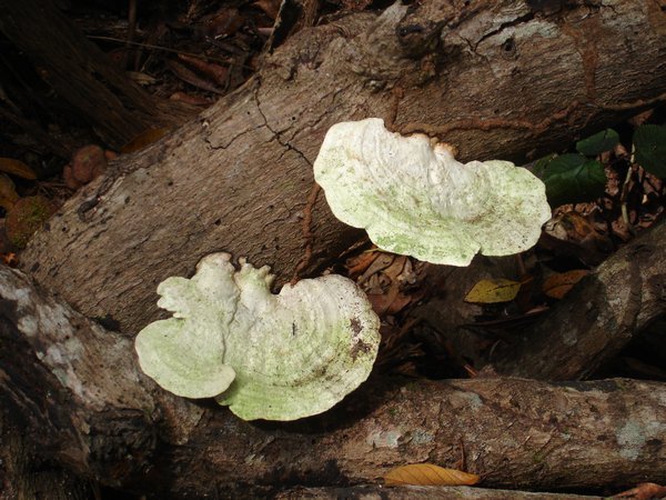 More Fungi
