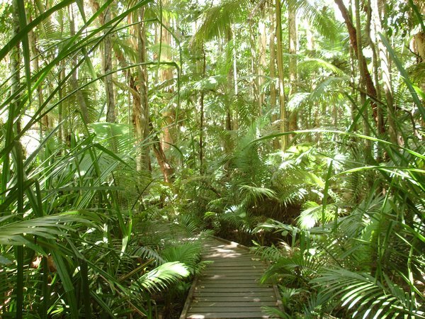 Excellent Rain Forest
