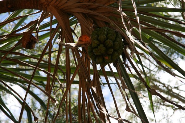 Nut Palm