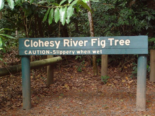 Clohsey River Fig Tree
