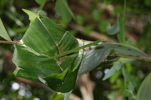 Green Ant Nest