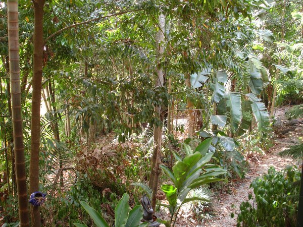 The Rain Forest Garden