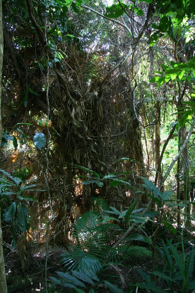Yes another strangler Fig