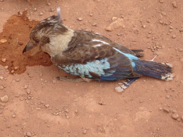 Blue Kookaburra