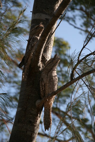Tawny Frog Mouths