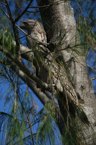 Tawny Frog Mouth Owls