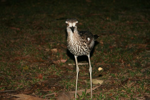 A Stone Curlew