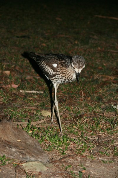 A Stone Curlew