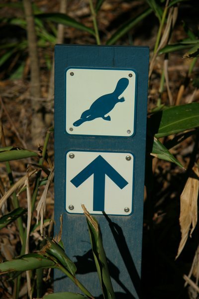 Platypus This Way