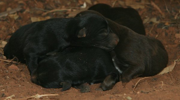 A Pile of Puppies