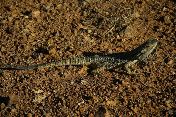 Frilled necked Lizard