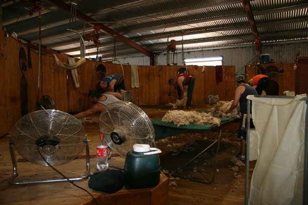 The shearing shed in full swing
