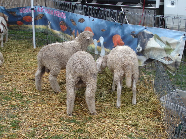 Soggy Lambs