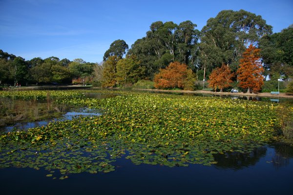 The Lilly Pond