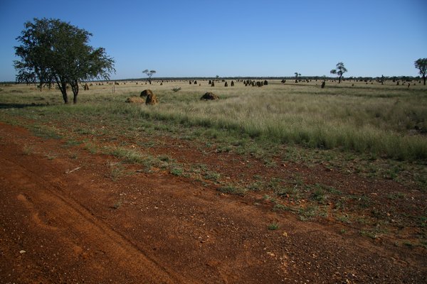 A field of termite mounds