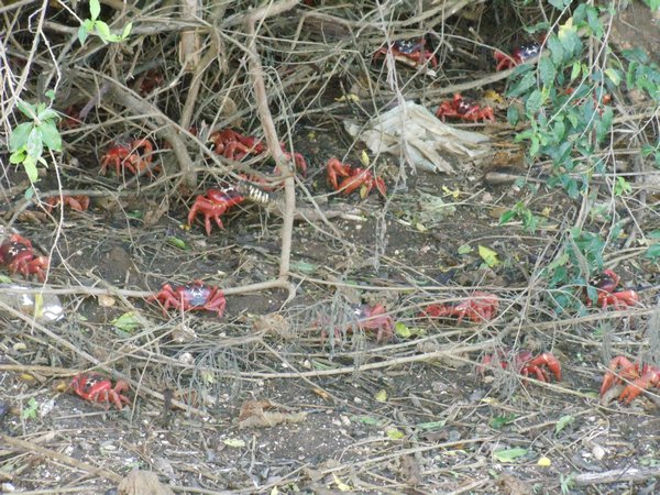 Lots of Red Crabs