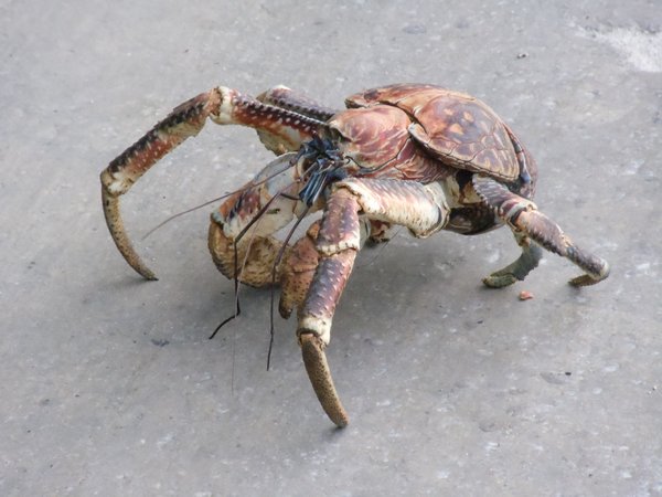 Yes another Robber crab