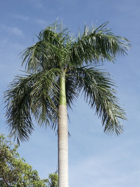 A Darwin Palm tree