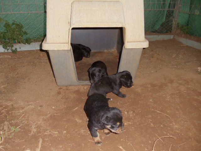 The Puppies New Home