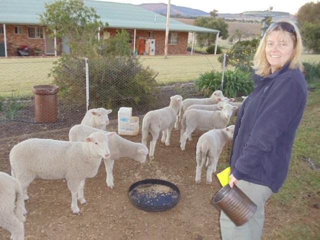 Caroline and the Poddy lambs
