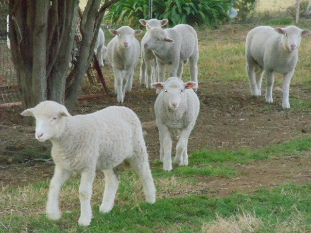 More Poddy Lambs