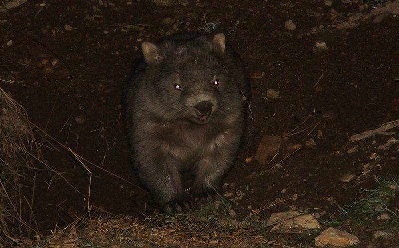 Brindabella Wombat