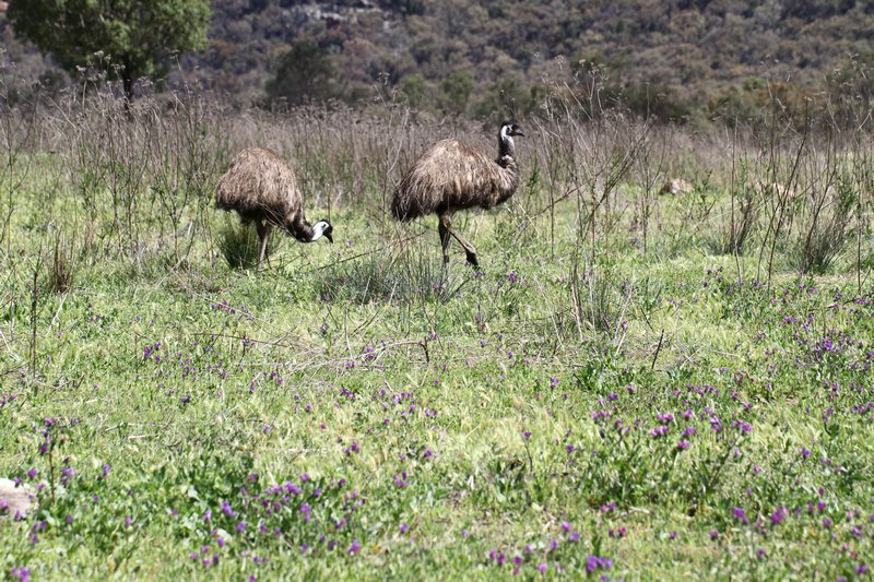 Wild Emu's