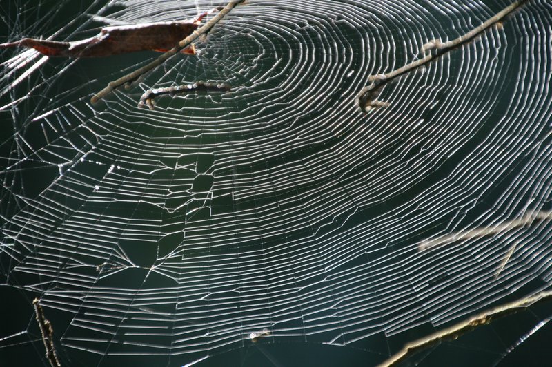 Dewey Spiders Web